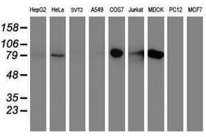 Image no. 2 for anti-Diacylglycerol Kinase, alpha 80kDa (DGKA) antibody (ABIN1497818) (DGKA antibody)