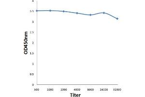 Antigen: 0. (LEO1 antibody  (AA 451-550))