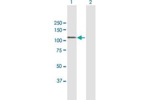 MAP7 antibody  (AA 1-749)