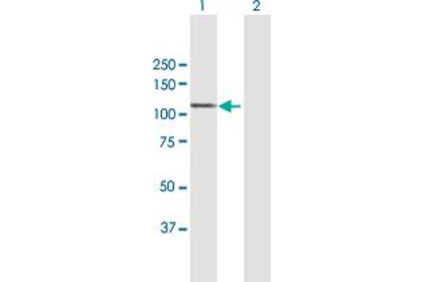 MAP7 antibody  (AA 1-749)