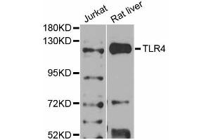 Western blot analysis of extracts of various cell lines, using TLR4 antibody (ABIN2737696) at 1:1000 dilution. (TLR4 antibody)
