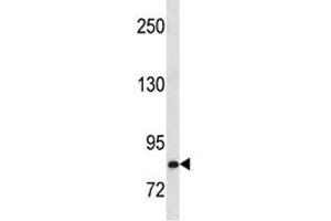 HGF antibody western blot analysis in Ramos lysate. (HGF antibody  (AA 521-554))