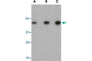 Western blot analysis of SCO2 in human liver tissue lysate with SCO2 polyclonal antibody  at (A) 0.