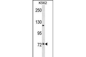 PRPF39 Antibody (C-term) (ABIN1881687 and ABIN2839002) western blot analysis in K562 cell line lysates (35 μg/lane). (PRPF39 antibody  (C-Term))