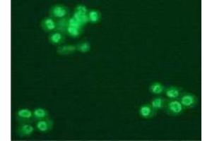 Immunofluorescence (IF) image for anti-Splicing Factor 3b, Subunit 1, 155kDa (SF3B1) (AA 98-198) antibody (ABIN1449241) (SF3B1 antibody  (AA 98-198))