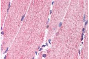 Anti-NRG1 antibody  ABIN1049150 IHC staining of human skeletal muscle. (Neuregulin 1 antibody  (N-Term))