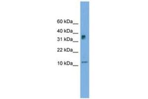 Image no. 1 for anti-Chromosome 15 Open Reading Frame 40 (C15orf40) (C-Term) antibody (ABIN6744994) (C15orf40 antibody  (C-Term))