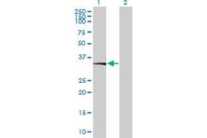 CA11 antibody  (AA 1-328)