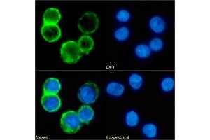 Immunofluorescence staining of fixed Daudi cells with anti-CD53 antibody 161-2 (53/2). (Recombinant CD53 antibody)