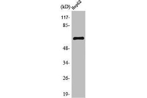 Western Blot analysis of HeLa cells using TESK2 Polyclonal Antibody (TESK2 antibody  (Internal Region))