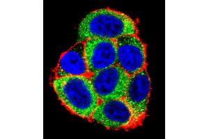 Confocal immunofluorescent analysis of CASP9 Antibody (Center) (ABIN392509 and ABIN2842072) with Hela cell followed by Alexa Fluor 488-conjugated goat anti-rabbit lgG (green). (Caspase 9 antibody  (AA 183-211))