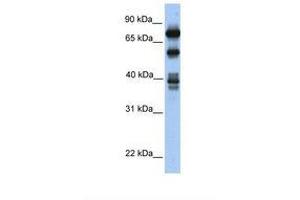 Image no. 1 for anti-Spermatid Perinuclear RNA Binding Protein (STRBP) (AA 434-483) antibody (ABIN6737960) (STRBP antibody  (AA 434-483))