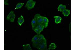 Immunofluorescence staining of HepG2 cells with ABIN7153389 at 1:75, counter-stained with DAPI. (Cyclin D2 antibody  (AA 1-289))
