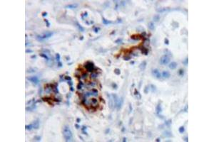 Used in DAB staining on fromalin fixed paraffin-embedded pancreas tissue (SCGN antibody  (AA 1-276))