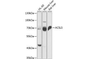 Western blot analysis of extracts of various cell lines, using  antibody  at 1:1000 dilution. (ACSL5 antibody  (AA 500-739))