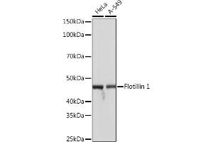 Western blot analysis of extracts of various cell lines, using Flotillin 1 Rabbit mAb (ABIN3017206, ABIN3017207, ABIN1680028 and ABIN1680029) at 1:1000 dilution. (Flotillin 1 antibody)