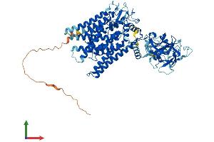 AlphaFold protein structure predicition of Human Recombinant POMT2 Protein, UniprotID Q9UKY4 (POMT2 Protein (AA 1-750) (His tag))