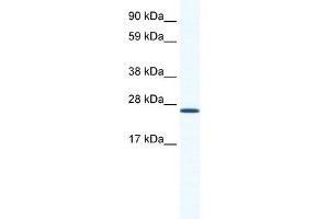 WB Suggested Anti-ARNTL Antibody Titration:  1. (ARNTL antibody  (N-Term))