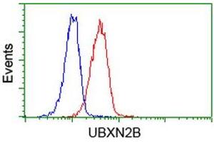 Image no. 2 for anti-UBX Domain Protein 2B (UBXN2B) antibody (ABIN1501658) (UBXN2B antibody)