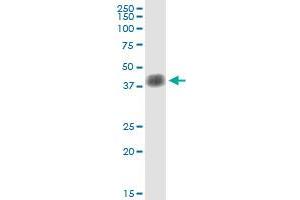 Immunoprecipitation of SFTPB transfected lysate using anti-SFTPB MaxPab rabbit polyclonal antibody and Protein A Magnetic Bead , and immunoblotted with SFTPB purified MaxPab mouse polyclonal antibody (B01P) . (SFTPB antibody  (AA 1-381))