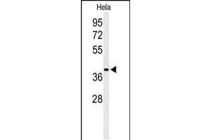 Western blot analysis of ADPRHL2 Antibody in Hela cell line lysates (35ug/lane)