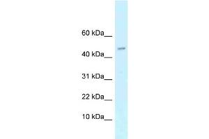 WB Suggested Anti-Arpp21 Antibody   Titration: 1.