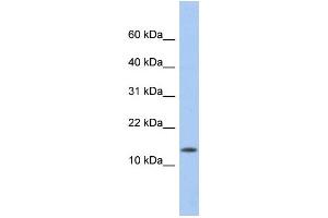 WB Suggested Anti-ID2 Antibody Titration:  0. (Id2 antibody  (Middle Region))