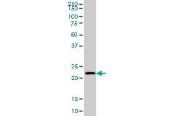 BARX1 antibody  (AA 1-100)