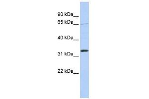 Western Blot showing GRHL2 antibody used at a concentration of 1. (GRHL2 antibody  (Middle Region))