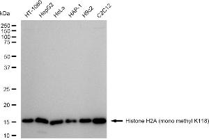 anti-Histone H2A (H2AK118me1) antibody