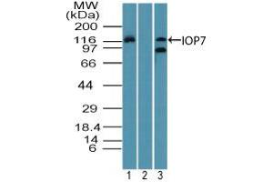 Image no. 2 for anti-Importin 7 (IPO7) (AA 1-50) antibody (ABIN960236) (IPO7 antibody  (AA 1-50))
