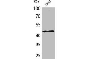 Western Blot analysis of K562 cells using CD241 Polyclonal Antibody (RHAG antibody  (N-Term))