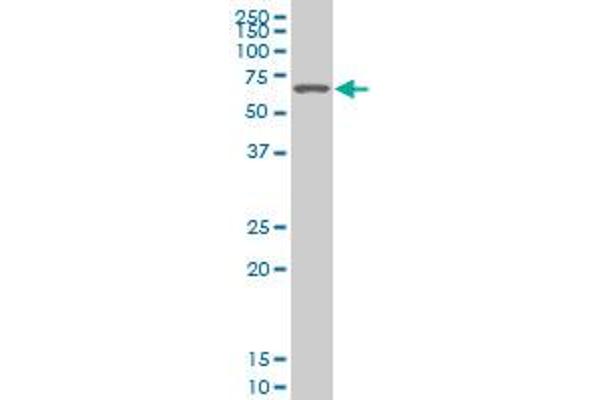 SMARCD2 antibody  (AA 398-474)