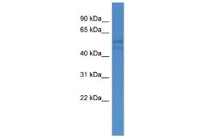 WB Suggested Anti-FSCN3 Antibody Titration: 0. (Fascin 3 antibody  (C-Term))