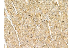 Desmin Mouse Monoclonal Antibody at 1/100 staining rat heart tissue by IHC-P.
