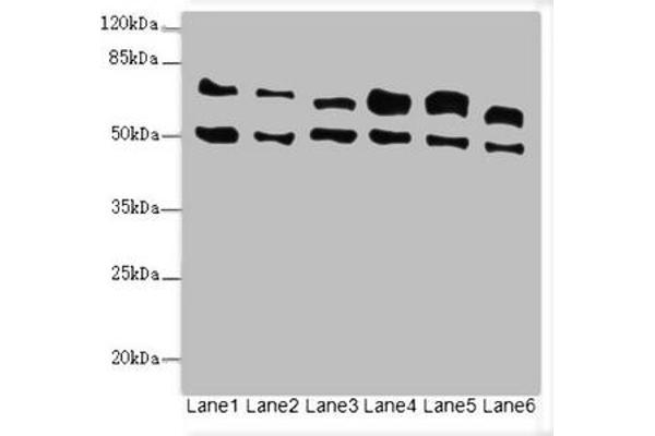 ELF2 antibody  (AA 1-140)