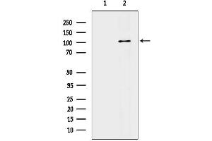 anti-Taste Receptor, Type 1, Member 2 (TAS1R2) (Internal Region) antibody