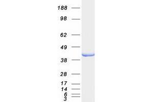 Validation with Western Blot