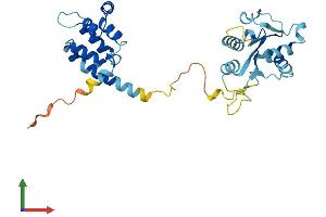AlphaFold protein structure predicition of Mouse Recombinant Myd88 Protein, UniprotID P22366 (MYD88 Protein (AA 1-296) (His tag))