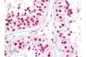 Anti-CPSF3 / CPSF antibody IHC staining of human testis. (CPSF3 antibody  (AA 634-684))
