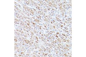 Immunohistochemistry of paraffin-embedded rat ovary using BOK Rabbit pAb (ABIN7265866) at dilution of 1:100 (40x lens).