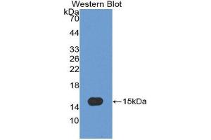 Western Blotting (WB) image for anti-Caspase 7, Apoptosis-Related Cysteine Peptidase (CASP7) (AA 207-303) antibody (ABIN3208609) (Caspase 7 antibody  (AA 207-303))