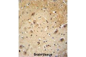 WDSOF1 antibody (C-term) immunohistochemistry analysis in formalin fixed and paraffin embedded human brain tissue followed by peroxidase conjugation of the secondary antibody and DAB staining. (DCAF13 antibody  (C-Term))