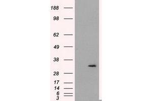 Image no. 3 for anti-Fumarylacetoacetate Hydrolase Domain Containing 2A (FAHD2A) antibody (ABIN1498183) (FAHD2A antibody)