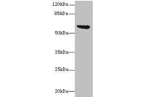 Western blot All lanes: tar antibody at 16 μg/mL + DH5α whole cell lysate Secondary Goat polyclonal to rabbit IgG at 1/10000 dilution Predicted band size: 60 kDa Observed band size: 60 kDa (RBM8A antibody  (AA 212-553))