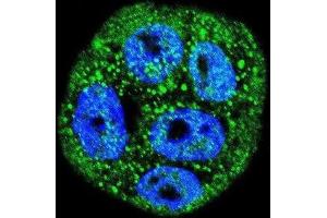 Immunofluorescence (IF) image for anti-Mucin 20, Cell Surface Associated (MUC20) antibody (ABIN2995265) (MUC20 antibody)