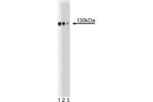Western Blotting (WB) image for anti-Golgin A2 (GOLGA2) (AA 869-982) antibody (ABIN968197) (Golgin A2 (GOLGA2) (AA 869-982) antibody)