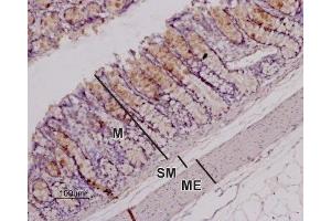 Expression of OX1R in rat colonImmunohistochemical staining of paraffin-embedded longitudinal section of rat colon showing mucosa (M), submucosa (SM), and muscularis externa (ME) using Anti-Orexin Receptor 1 Antibody (ABIN7043285, ABIN7044883 and ABIN7044884), (1:100).