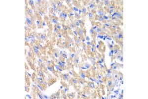 Immunohistochemistry of paraffin-embedded mouse heart using CREB3 antibody (ABIN6291021) at dilution of 1:100 (40x lens). (CREB3 antibody)