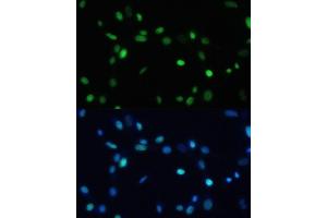 Immunofluorescence analysis of NIH-3T3 cells using SET/T antibody (ABIN6131353, ABIN6147631, ABIN6147634 and ABIN6221803) at dilution of 1:100. (SET/TAF-I antibody  (AA 1-277))